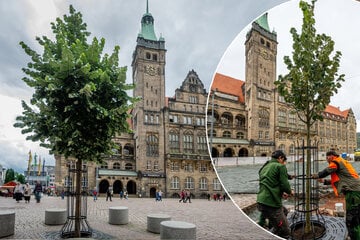 Chemnitz: Nach Spott über Chemnitzer Marktbaum: Wie geht es der Silberlinde?