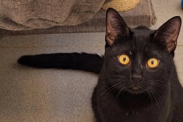 Kater sucht ein sicheres Zuhause: Wer gibt Günni eine Chance?