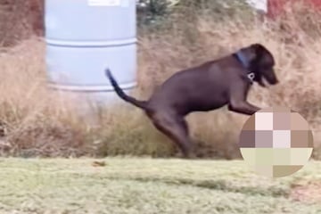 Frau fällt vom Glauben ab, als sie das neue Lieblingsspielzeug ihres Hundes bemerkt