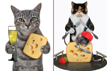 Can cats eat dairy? A guide to feline lactose intolerance
