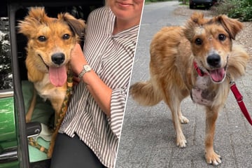 Kleiner Kämpfer ganz groß: Diese Bilder von Hund Dingo machen einfach nur glücklich