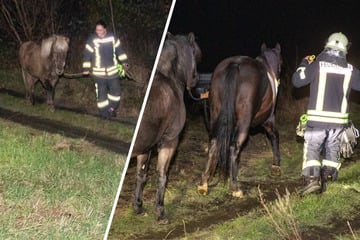 Begegnung der besonderen Art: Tierischer Einsatz zu Halloween