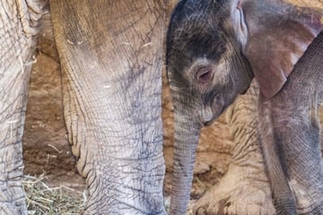 Nachwuchs bei den Elefanten: "Kaja" verzückt Besucher des Opel-Zoos