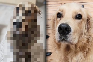 Frau lässt Golden Retriever kurz in Garten: Wenig später erkennt sie ihren Fehler