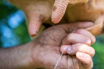 Erste Lockerungen nach Maul- und Klauenseuche: Exporte von Milchprodukten nach China