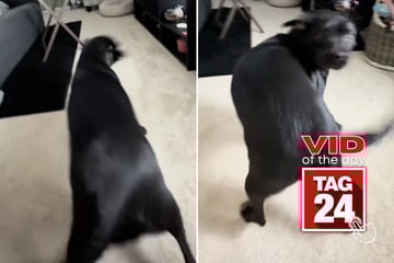 Viral Video of the Day for September 21, 2025: Rubie the dancing dog just can't stop grooving