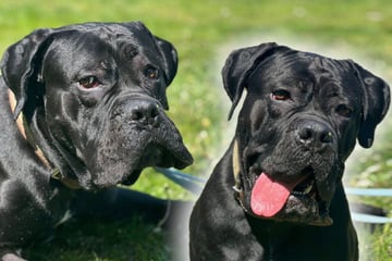 Sanfter Riese: Imposanter Hund mit weichem Herz hofft auf Happy End