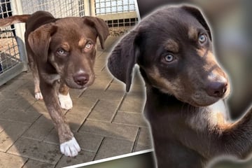 Nach verkorkstem Start ins Leben soll jetzt alles gut werden: Welpe sucht neue Besitzer