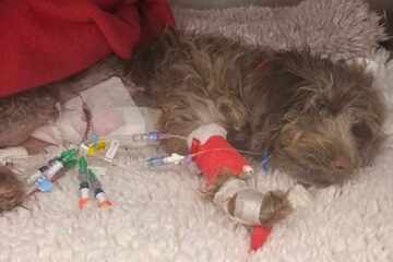 Hund bei Horrorangriff zerfleischt: Paar wegen Tierarzt-Rechnung pleite