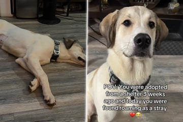 Kurzes Glück: Adoptierter Hund plötzlich wieder auf der Straße gefunden