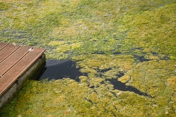 Achtung, Blaualgen! Mehre Seen in Oberfranken gesperrt