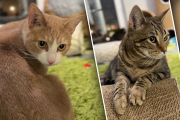 Tierheim nimmt 22 Laborkatzen auf: Jetzt träumen die Miezen von einem neuen Leben