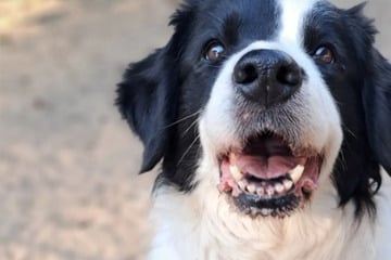 Lilly zum sechsten Mal im Tierheim: Wer schenkt der Hunde-Oma ihr Happy End?
