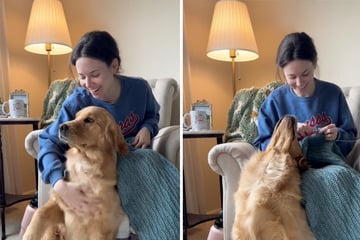 Frau will häkeln: Was ihr Golden Retriever dann tut, bringt so viele zum Lachen