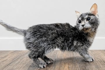 Als Tierpfleger diese Katze kennenlernen, stehen sie vor einem medizinischen Rätsel