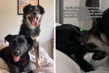 Frightened foster dog learns to trust again after meeting very special pup