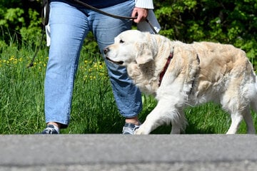 Nach Attacke auf das eigene Herrchen: PETA fordert Führerschein für Hunde