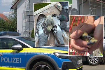 Baustopp nach Tierquälerei: Firma sperrt Tauben-Küken unter Solarpaneelen ein