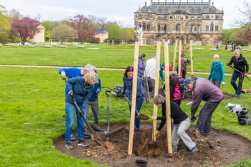 Dresden: 30 Gärtner im Einsatz: Dresdens grüne Lunge wird wieder aufgeforstet