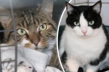 Ihr Frauchen wurde schwer krank: Rudi und Erwin suchen liebevolles Zuhause