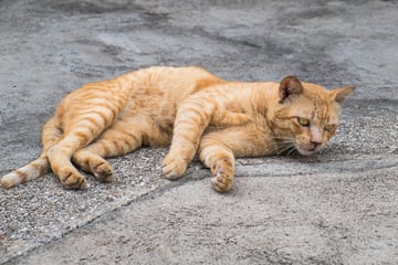 Tierschützer fassungslos: Vier Angeklagte nach Tötung von Kater freigesprochen