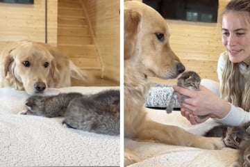 Sweet dog dances for joy meeting baby cats for the first time!