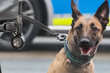 Altersvorsorge gestohlen: Handwerker beklaut Frau, doch dann legt der Suchhund los