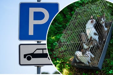 Kätzchen herzlos auf Parkplatz ausgesetzt, doch die Kleinen hatten großes Glück
