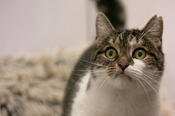 Er braucht Zeit, bis er Vertrauen aufbaut: Wer gibt Kater Archi eine Chance?