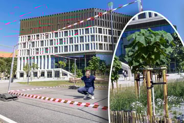 Dresden: Kurze Wurzeln, schnelles Wachstum: Dresden testet Klima-Bäume