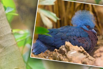 Schillerndes Jungtier: Deutscher Zoo freut sich über seltene blaue Taube