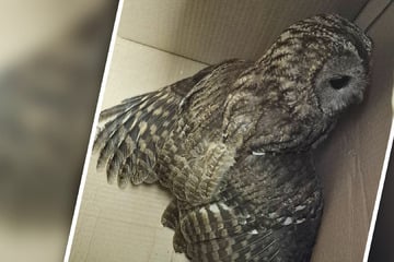 Tierischer Einsatz für Leipziger Polizei: Kauz muss Nacht in der Zelle verbringen