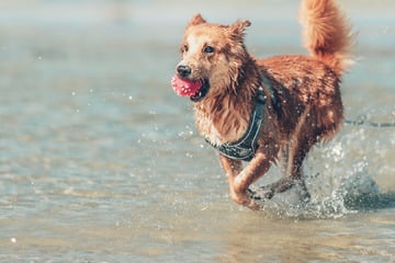 So viele Menschen reisen mit ihrem Hund in den Urlaub - und so viele lassen ihn daheim