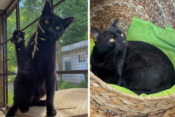 Nach schwerem Start ins Leben: Sächsische Katzenkinder sind bereit für den Neuanfang
