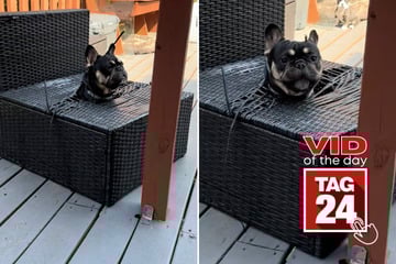 Viral Video of the Day for September 23, 2025: Dog becomes real-life jack-in-the-box in hilarious fail!