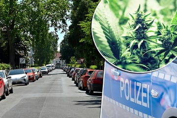 Dresden: Lärm führt zu Cannabis und Waffen: Polizei erschnüffelt Dresdner Indoorplantage