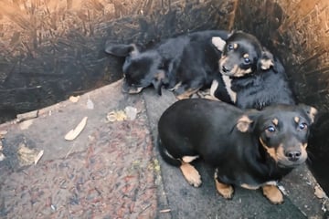 Welpe legt Pfote auf schwer kranken Artgenossen: Was Frau dann erfährt, zerreißt ihr das Herz