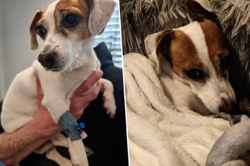 "Man kann nur hoffen und beten": Verzweifelte Tierschützer bitten um Hilfe für kleine Stella