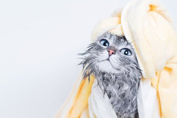 Do cats need baths? Should I bathe my cat?