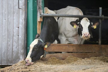 Bayern hinkt hinterher: Grüne fordern politisch unabhängigen Tierschutzbeauftragten