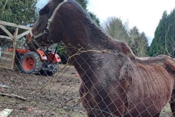 Sie hausten zwischen Kadavern: Pferd und Ponys erleben persönliches Weihnachtswunder