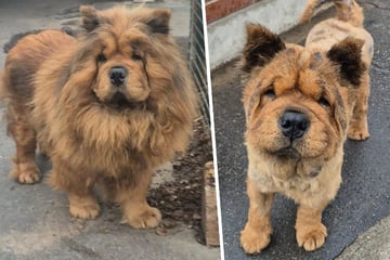 Zum Betteln missbraucht und sichergestellt: Chow-Chow-Rüde Leo sucht neues Zuhause