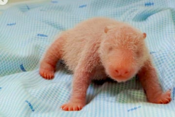 Zoo verkündet Sensation: Wer ist dieser süße Knirps?