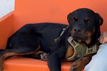 Tierretter enttäuscht: Junger Hund kommt nach nur zwei Tagen aus Vermittlung zurück