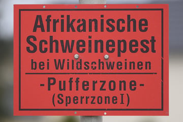 Millionenkosten für Schweinezäune zeigen Wirkung