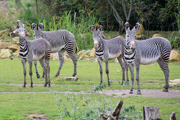 Zebra-Baby im Leipziger Zoo geboren! Doch: "Sein Kopf ist schief dran"