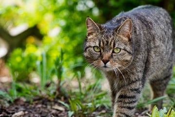 Auf Katze gezielt und abgedrückt: Tier stirbt nach Kopfschuss!