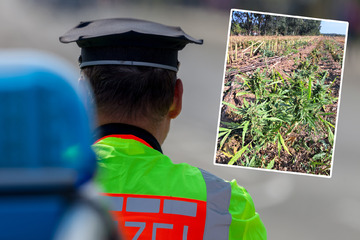 Hanf entdeckt! Polizisten ernten Cannabis-Feld an der A4