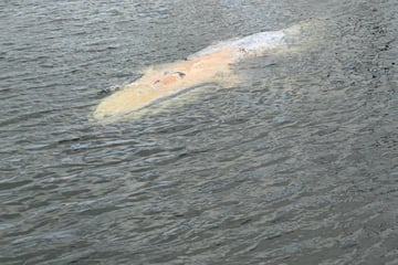 Ist es "Hartwin"? Polnische Wasserrettung eskortiert Wal