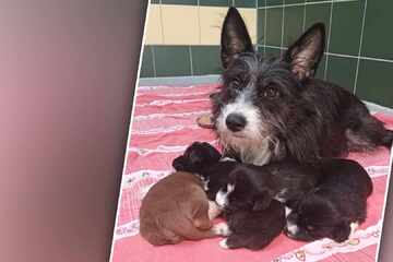 Fund in völlig verwahrloster Wohnung: Kleine Hundefamilie entkommt schlimmer Lage